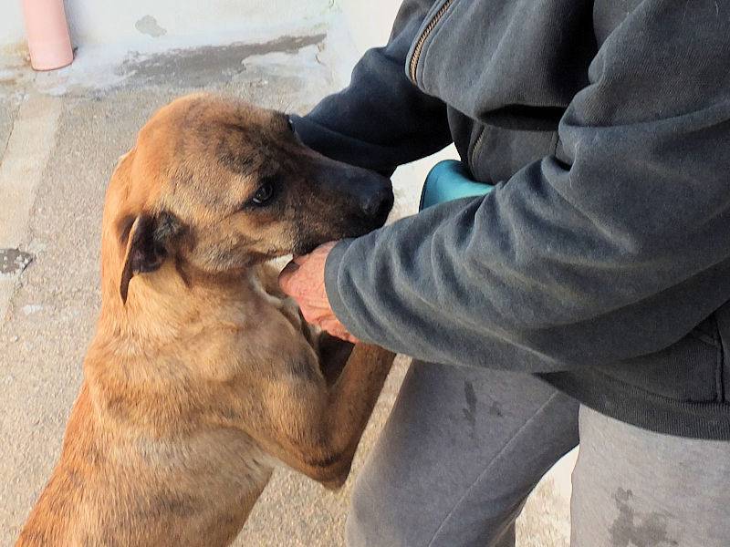 Vuoi adottare un cane a Frosinone?