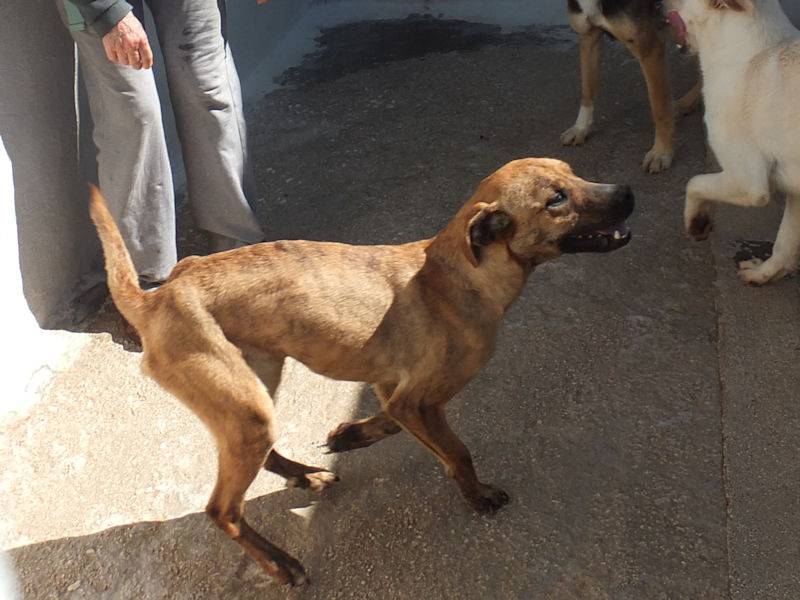 Adotta il cane GINEVRA a Frosinone