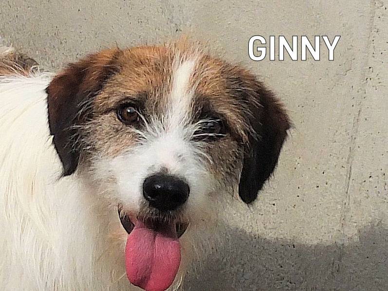 Adozione cane, maschio, Spinone Razza sconosciuta, 7 anni e 1 mese, taglia media, Frosinone