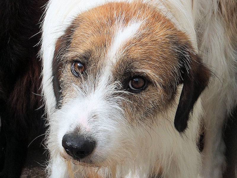 Adotta un cane, maschio, 7 anni e 1 mese, Frosinone