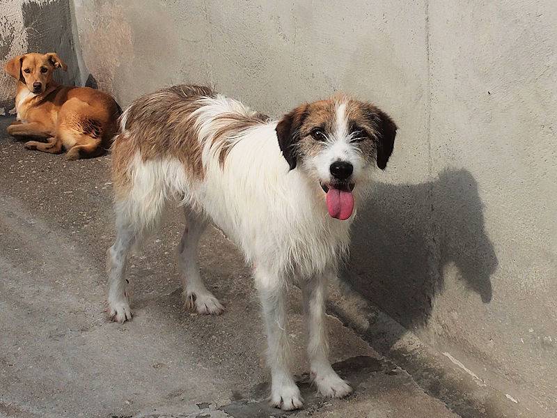 Adotta un cane, taglia media, maschio, Frosinone