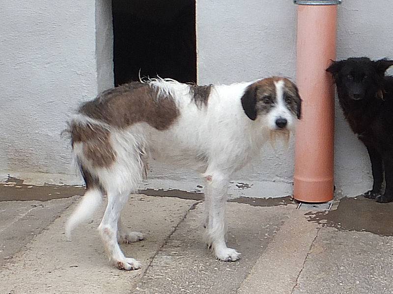 Vuoi adottare un cane a Frosinone?