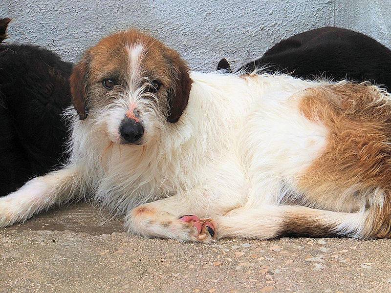 Adotta il cane GINNY a Frosinone