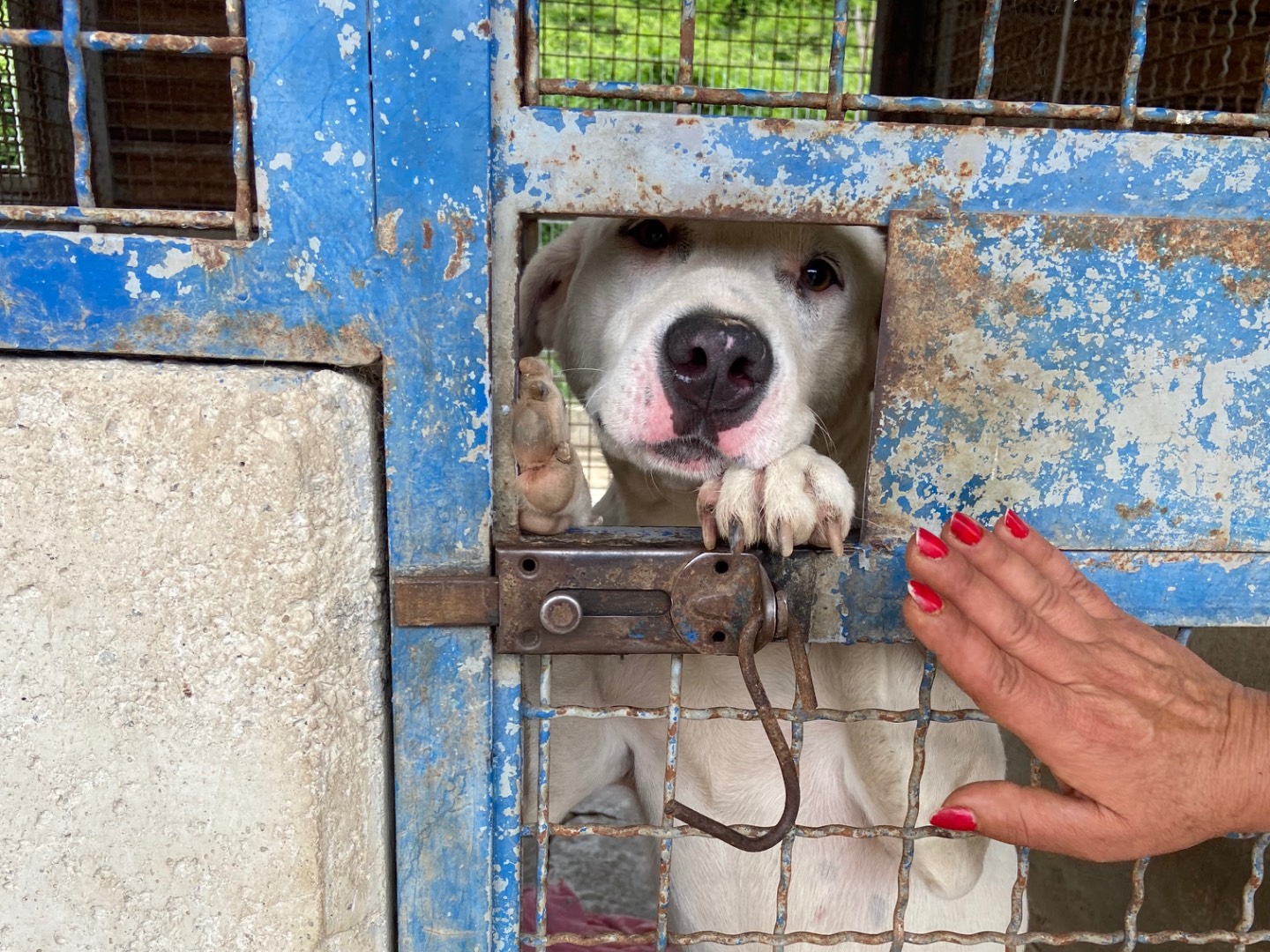 Adozione cane, femmina, Dogo Argentino Razza sconosciuta, 2 anni e 3 mesi, taglia grande, Caserta