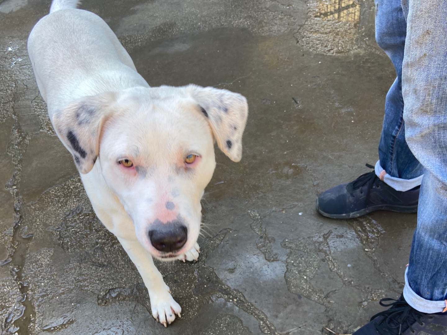 Adotta un cane, taglia grande, femmina, Caserta
