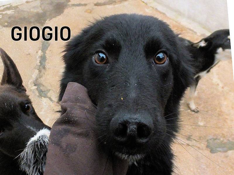 Foto 2 dell'animale