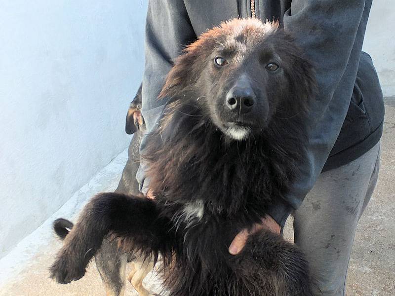 Vuoi adottare un cane a Frosinone?