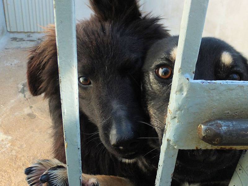 Adotta il cane GIOGIO a Frosinone
