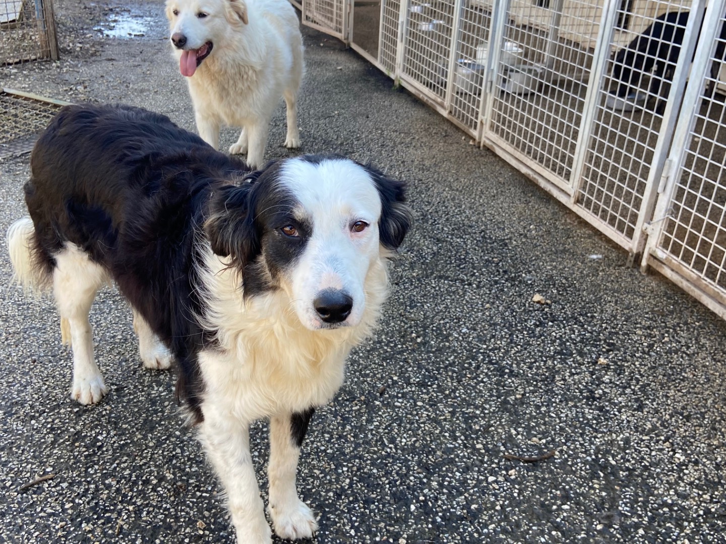 Adozione cane, femmina, Border Collie Razza sconosciuta, 3 anni e 2 mesi, taglia grande, Caserta