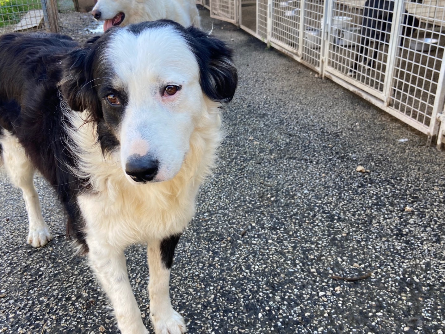 Adotta un cane, taglia grande, femmina, Caserta