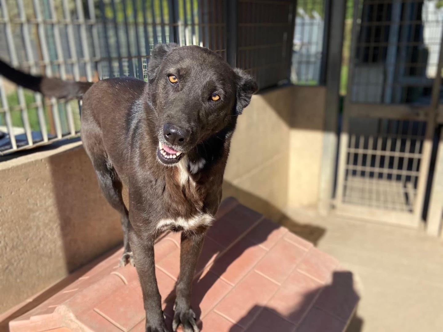 Adozione cane, femmina, Pastore Belga Malinois Razza sconosciuta, 6 anni e 1 mese, taglia grande, Caserta