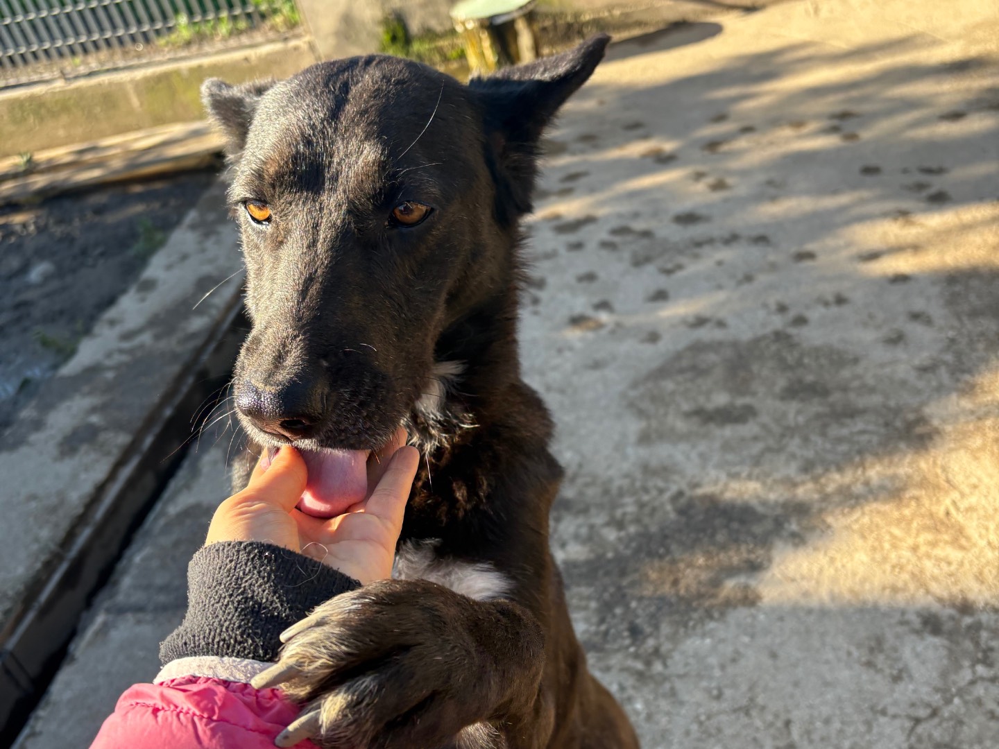 Adotta un cane, femmina, 6 anni e 1 mese, Caserta