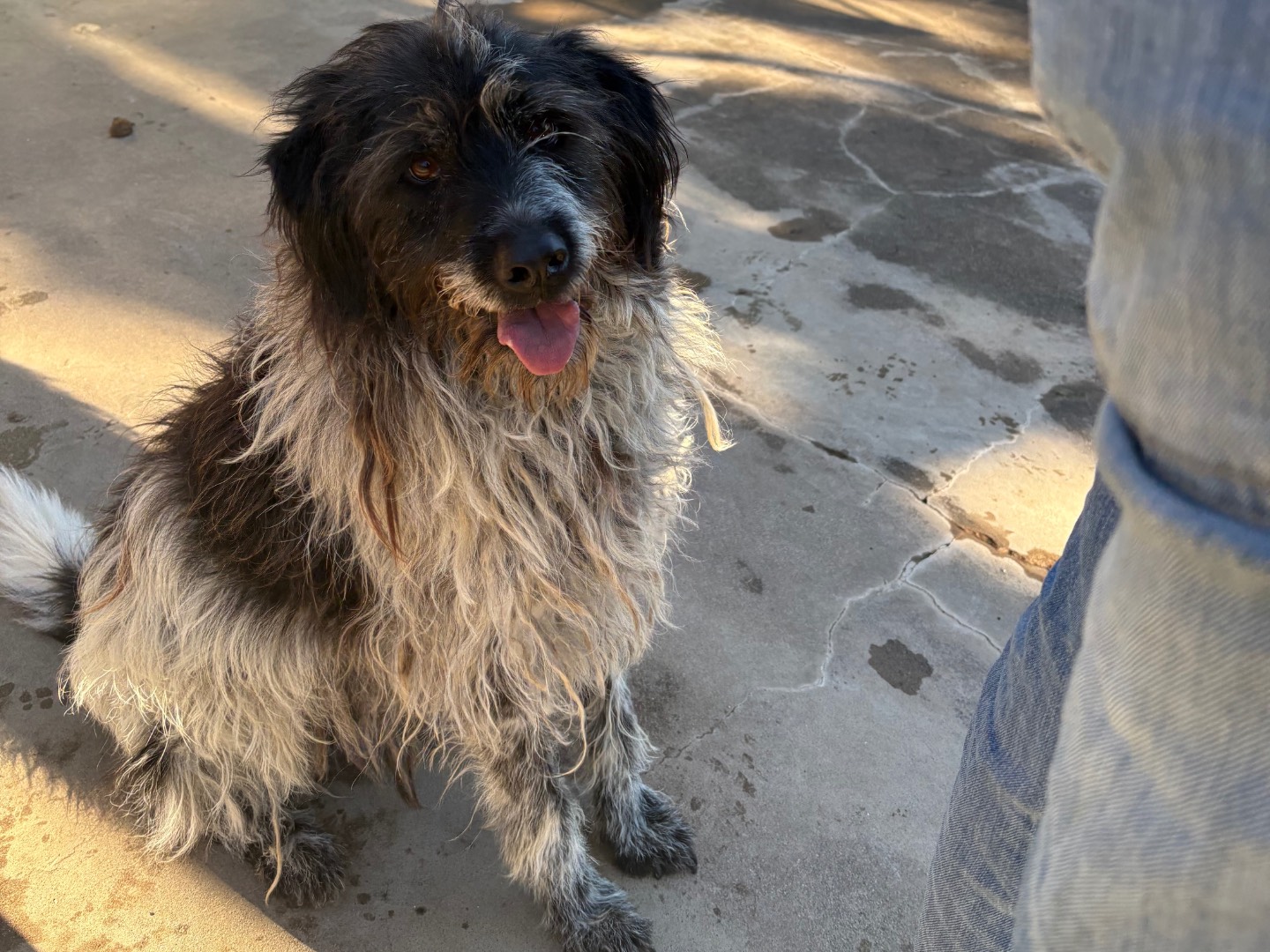 Adozione cane, maschio, Drahtaar Razza sconosciuta, 7 anni e 3 mesi, taglia grande, Caserta