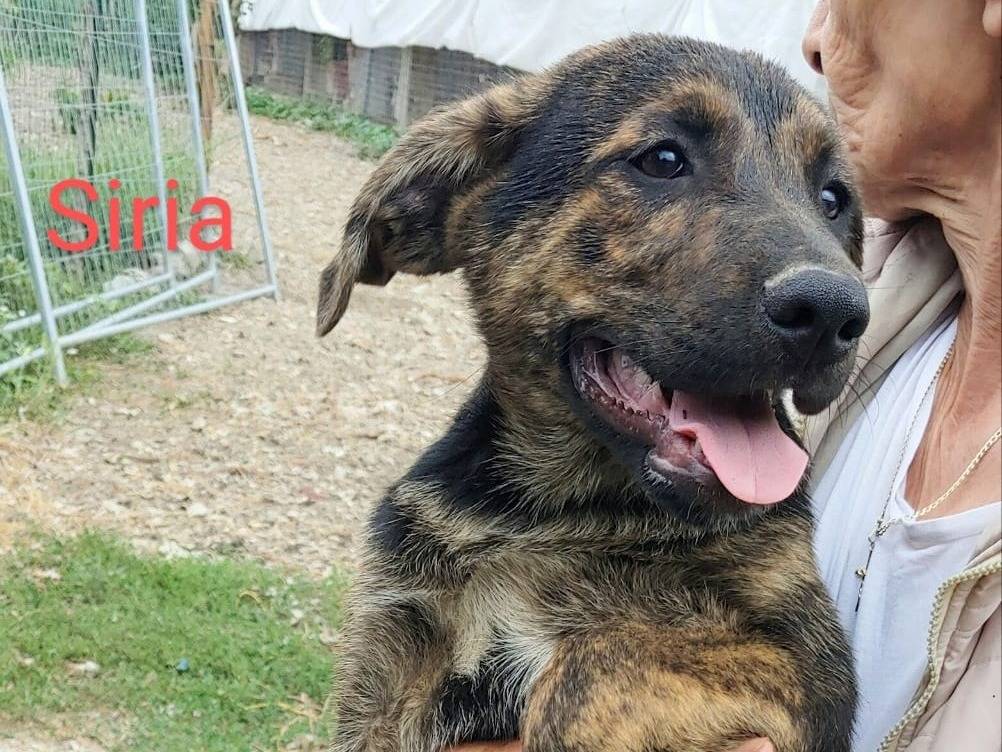 Adozione cane, femmina, Razza sconosciuta Razza sconosciuta, 3 mesi, taglia media, Messina