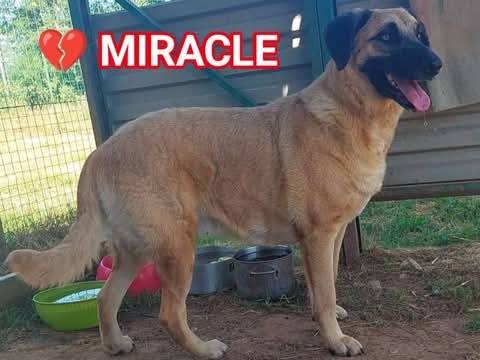 Adozione cane, femmina, Razza sconosciuta Razza sconosciuta, 3 anni e 6 mesi, taglia grande, Torino