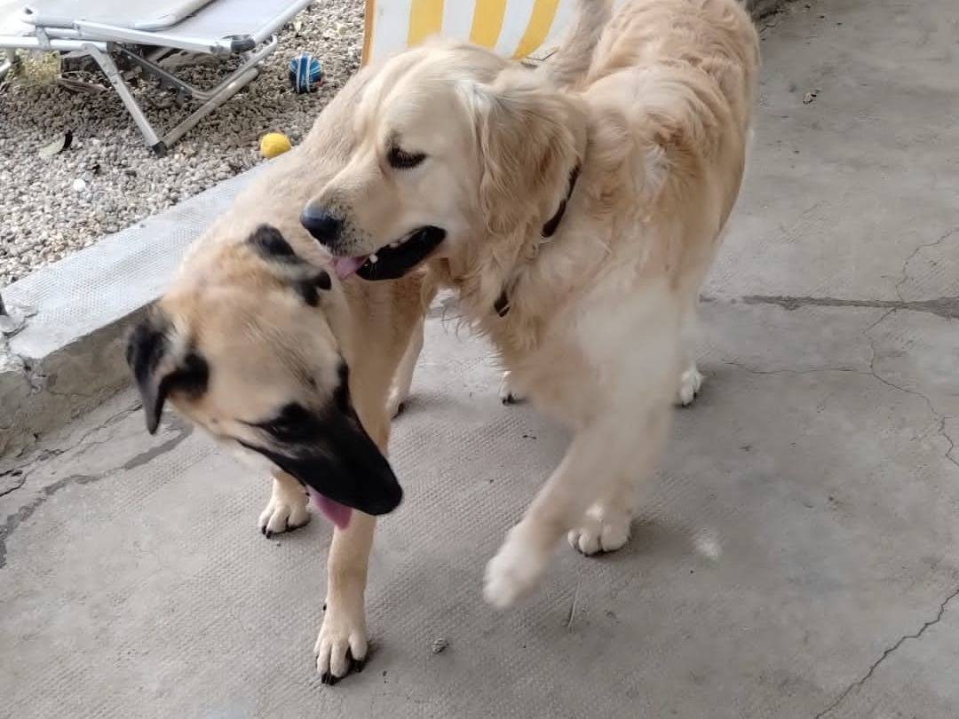 Adotta un cane, taglia grande, femmina, Torino