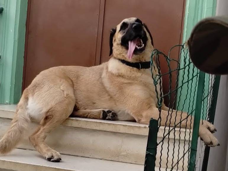 Vuoi adottare un cane a Torino?