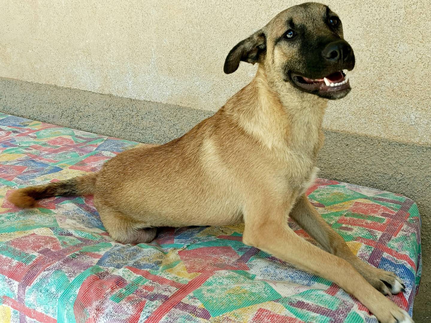 Vuoi adottare un cane a Palermo?