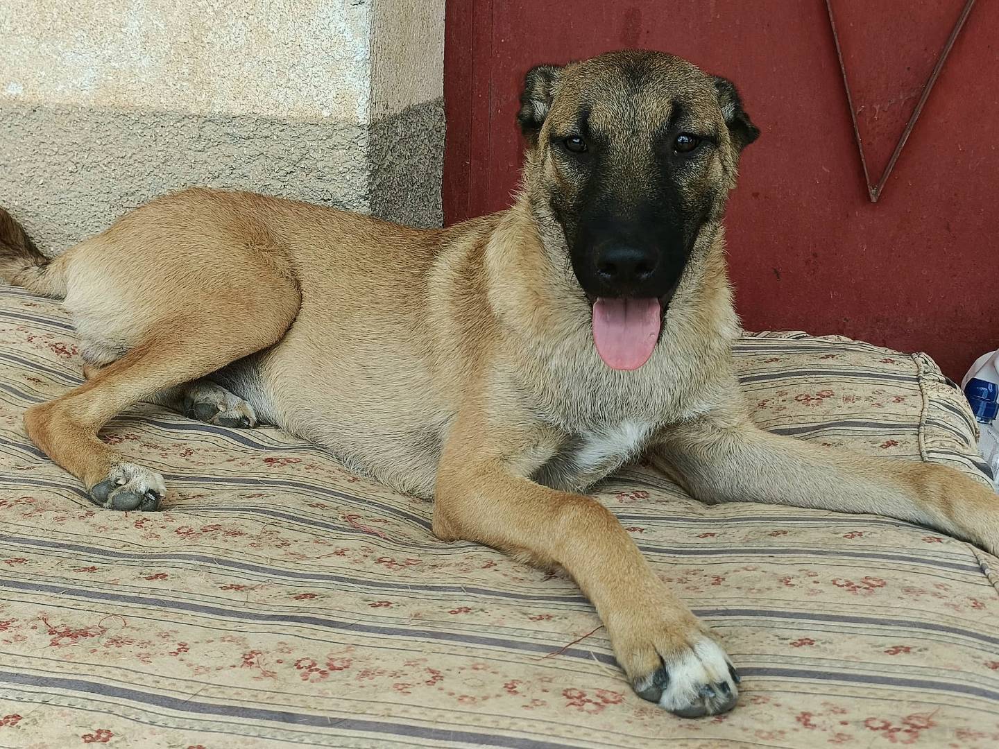 Adotta il cane  Hansel a Palermo