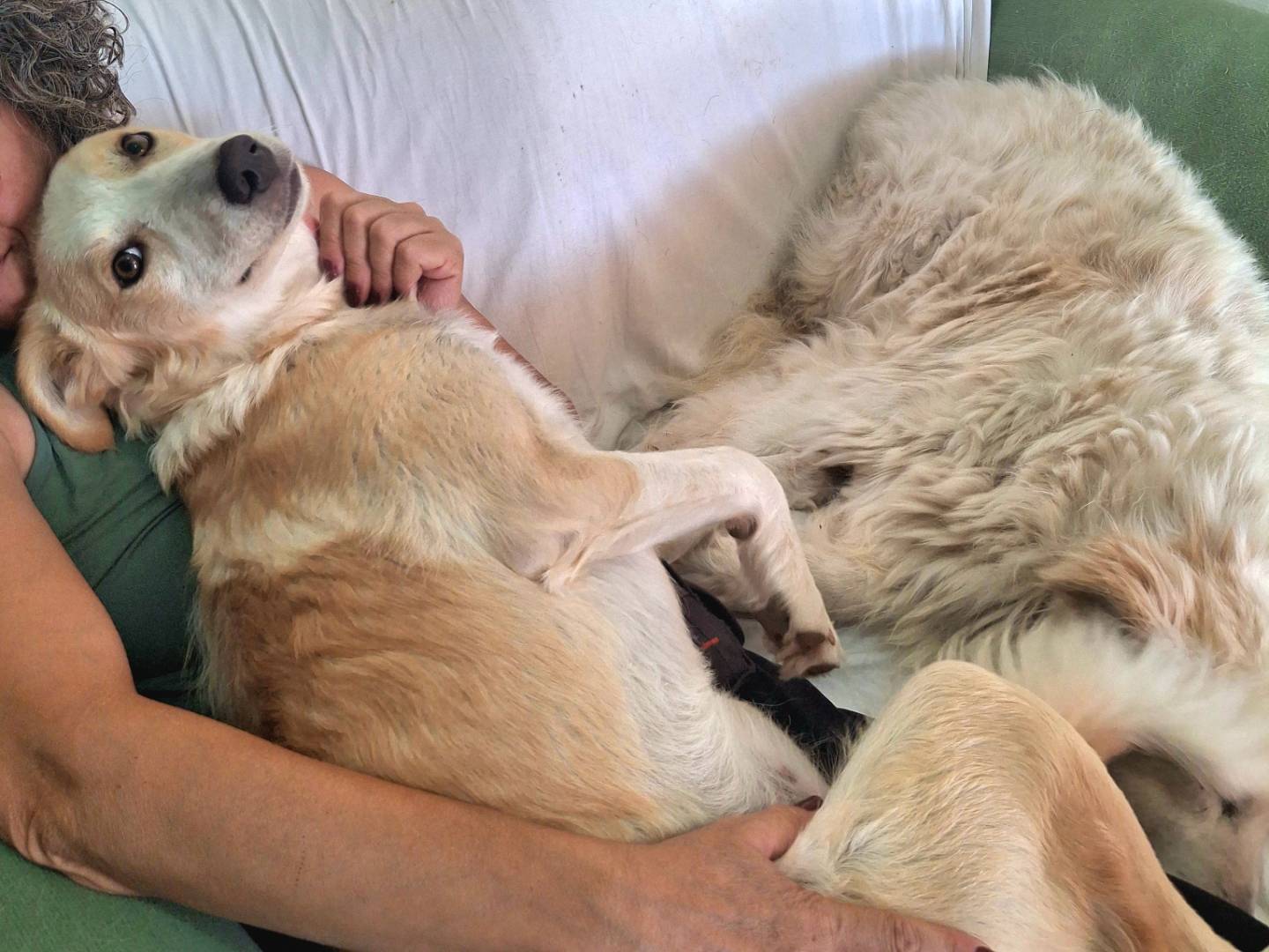 Adotta il cane Carota a Palermo