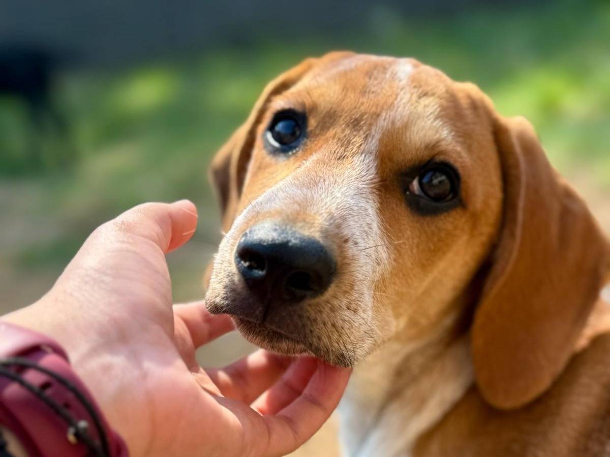 Vuoi adottare un cane a Milano?
