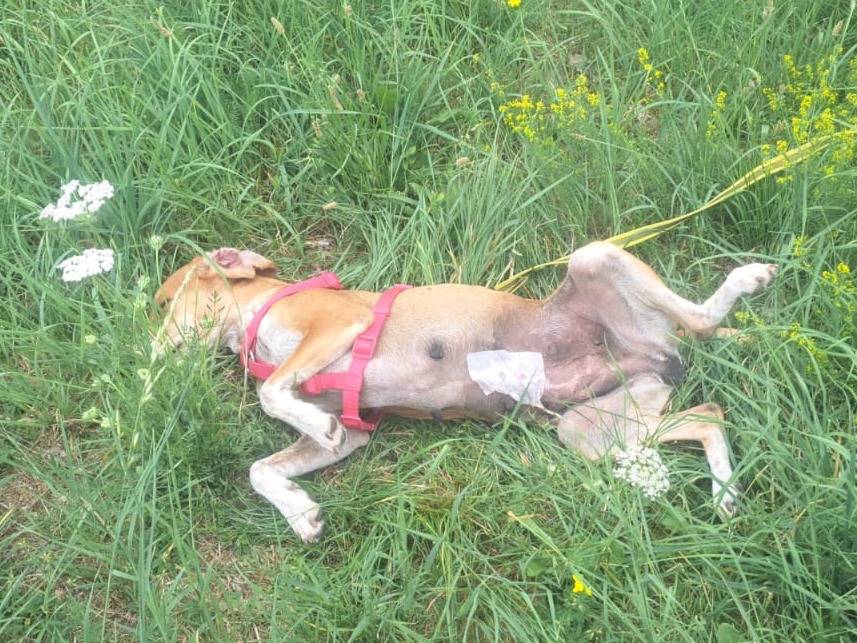 Vuoi adottare un cane a Milano?