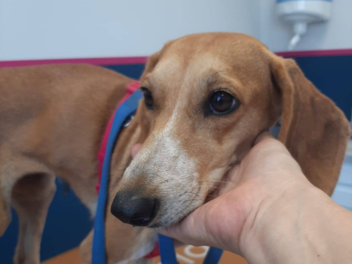 Adotta il cane Dorothy a Milano