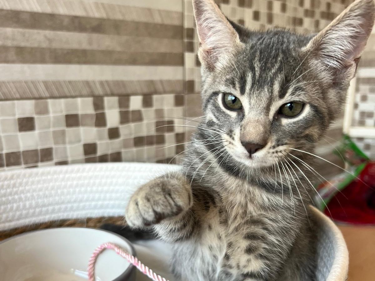 Adozione gatto, maschio, Razza sconosciuta Razza sconosciuta, 2 mesi, taglia non valida, Bari