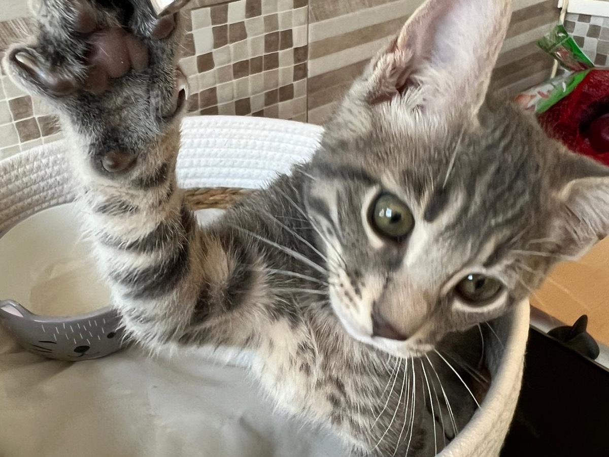 Adotta un gatto, maschio, 2 mesi, Bari