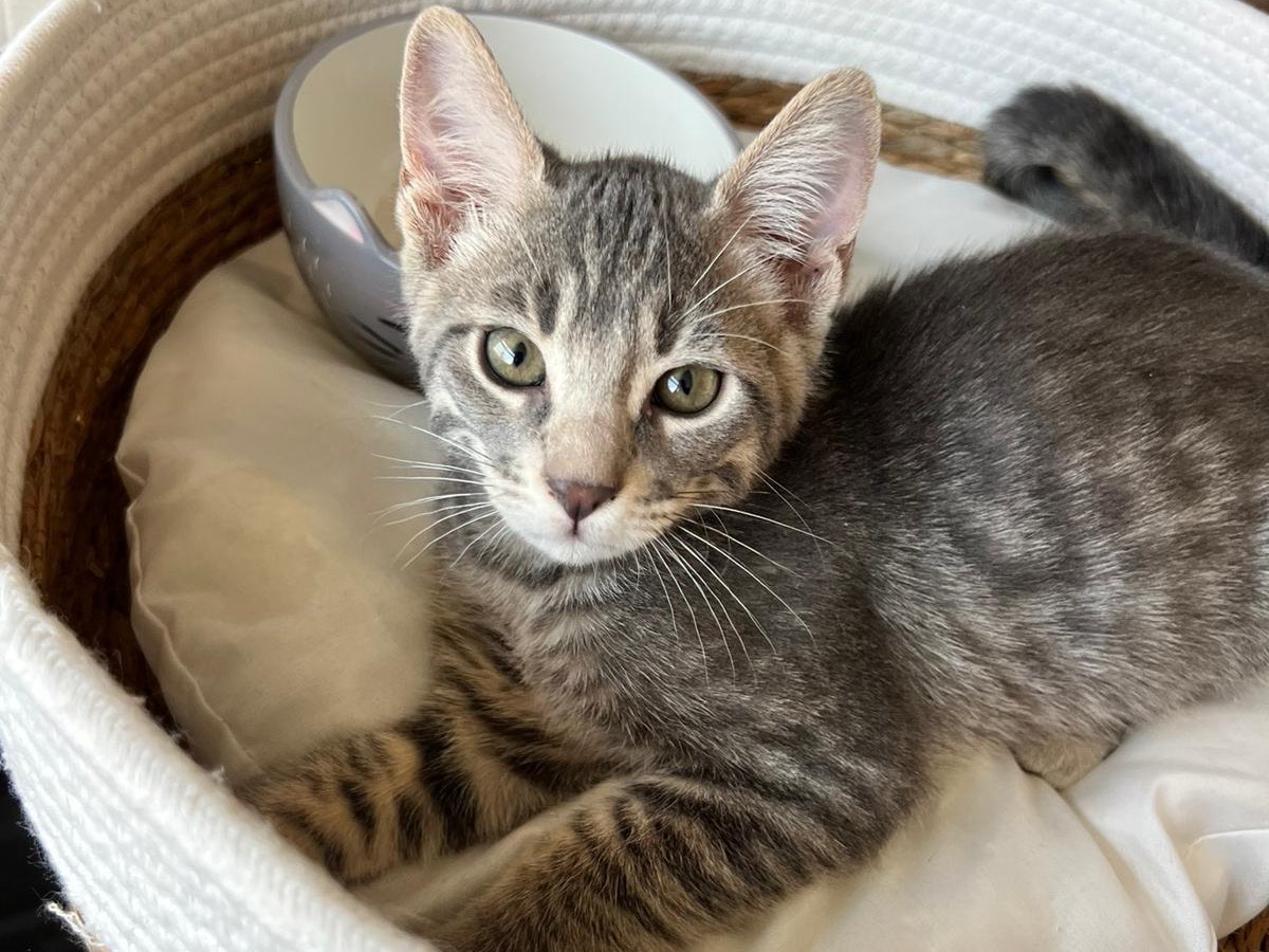 Adotta un gatto, taglia non valida, maschio, Bari