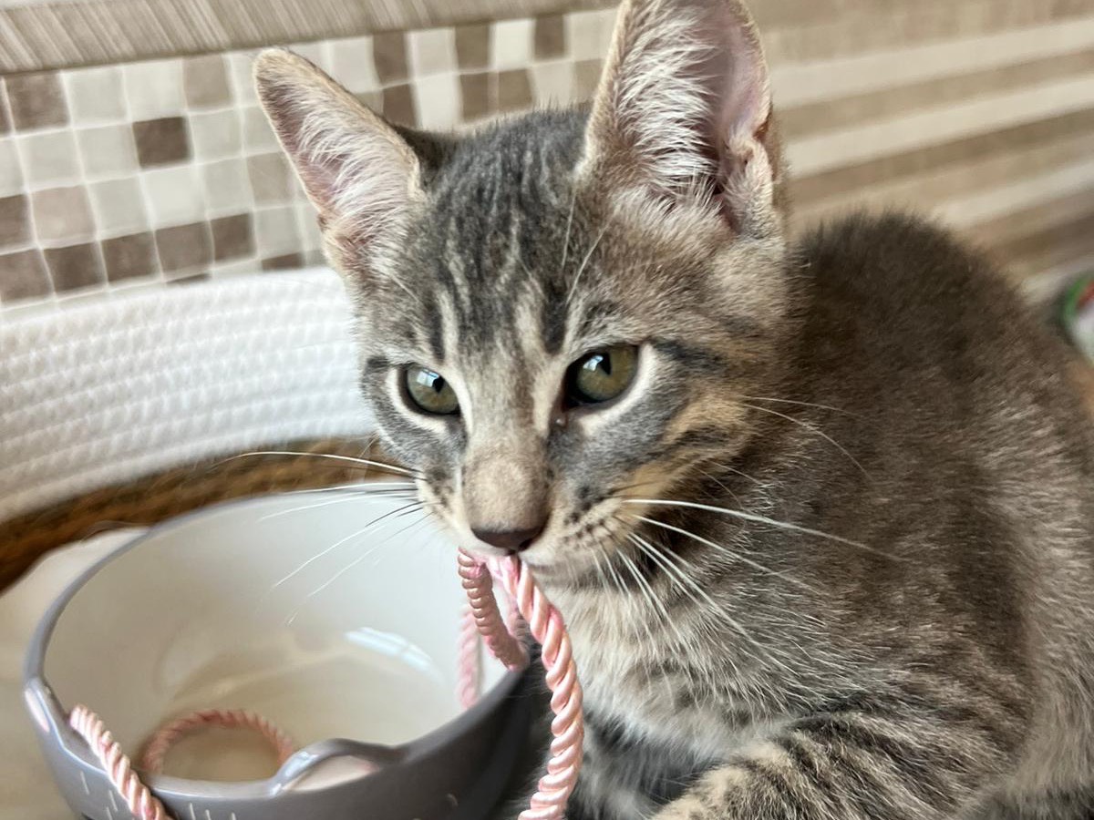 Vuoi adottare un gatto a Bari?