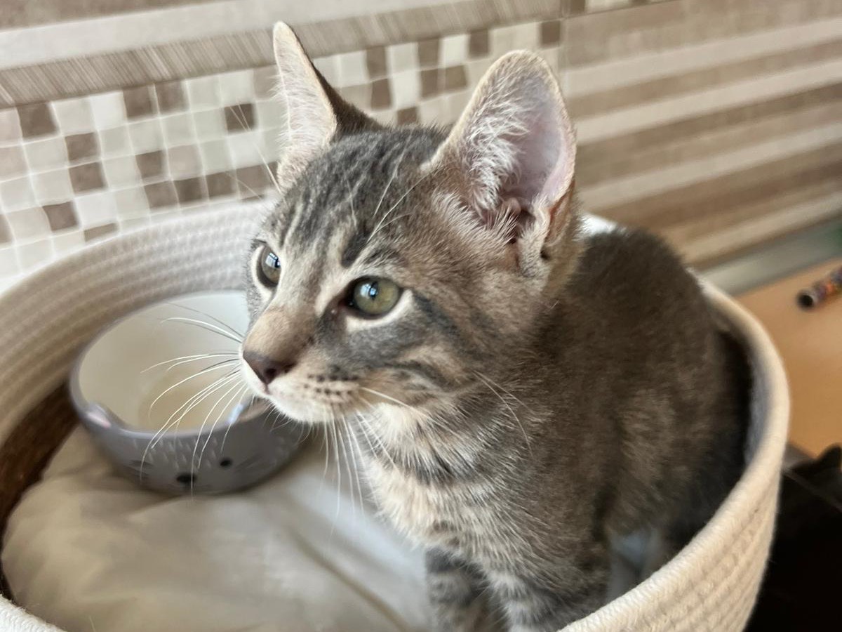 Adotta il gatto Janeiro  a Bari