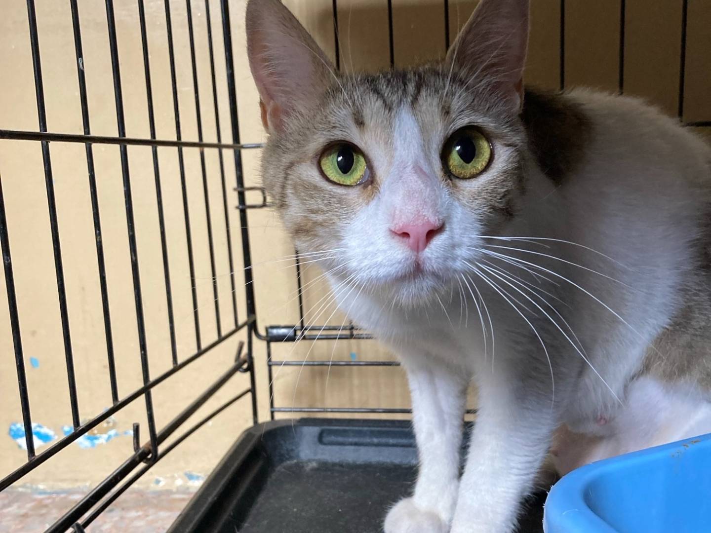 Vuoi adottare un gatto a Milano?