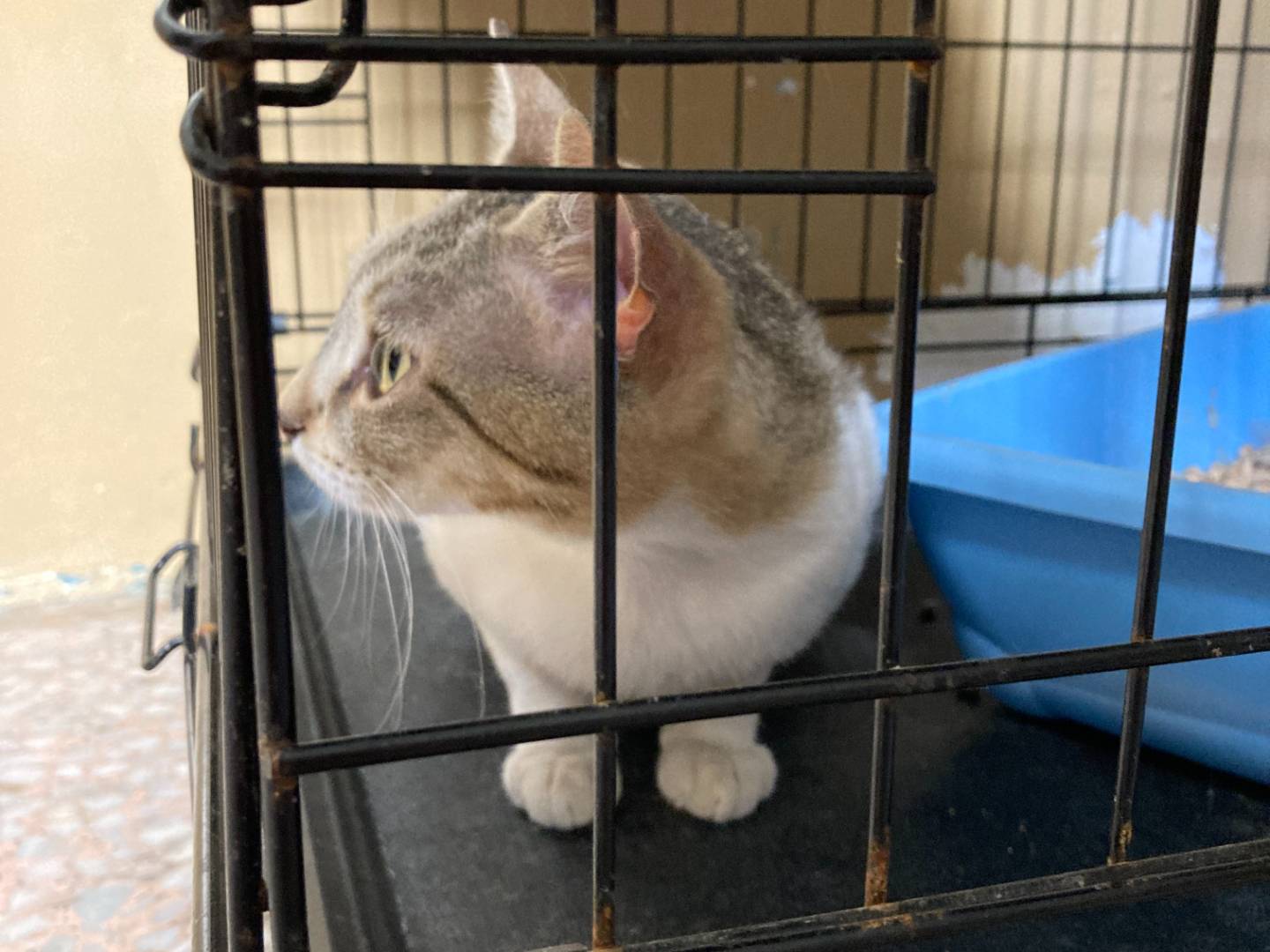 Adotta il gatto Luz e Blanca lo Yin e lo Yang a Milano