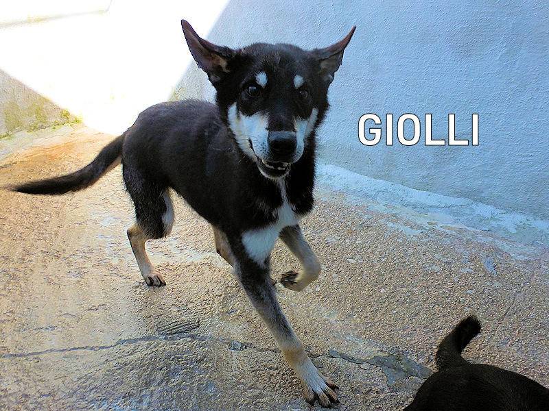 Adozione cane, maschio, Razza sconosciuta Razza sconosciuta, 1 anno e 5 mesi, taglia piccola, Frosinone