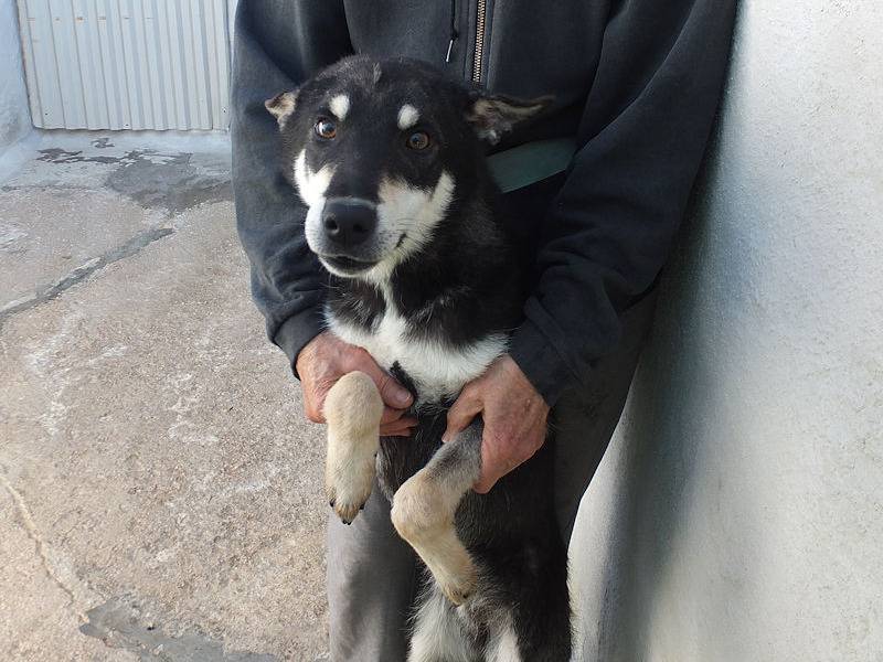 Adotta un cane, maschio, 1 anno e 5 mesi, Frosinone