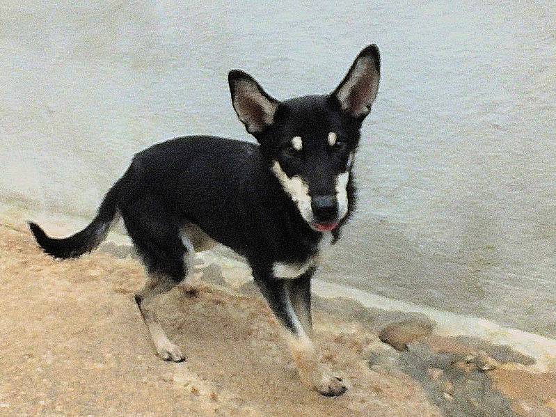 Adotta un cane, taglia piccola, maschio, Frosinone