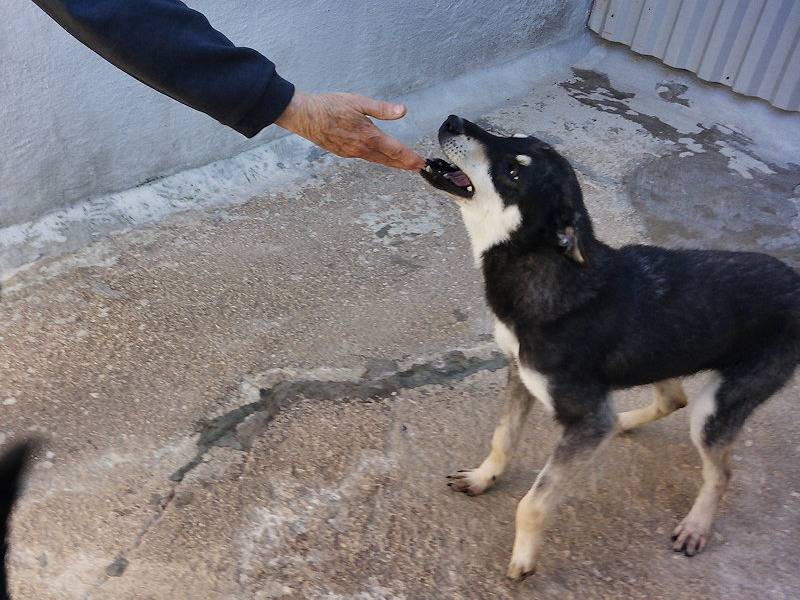 Vuoi adottare un cane a Frosinone?