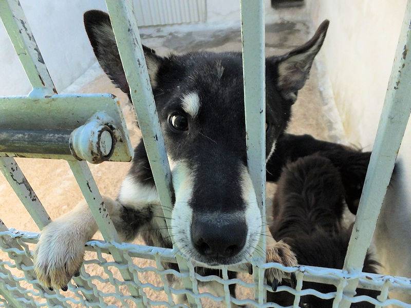 Adotta il cane GIOLLI a Frosinone