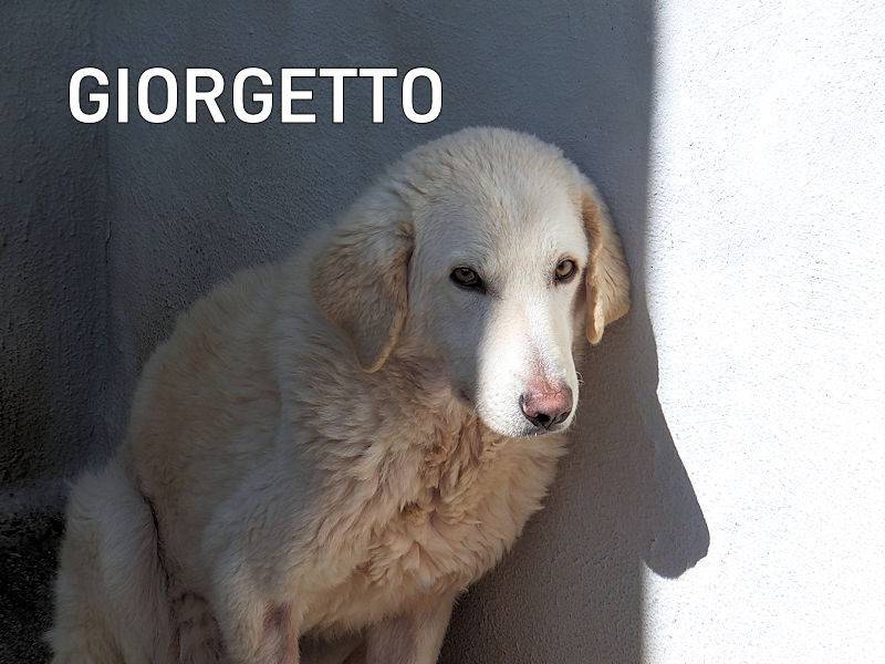 Adozione cane, maschio, Pastore maremmano Razza sconosciuta, 3 anni e 5 mesi, taglia grande, Frosinone