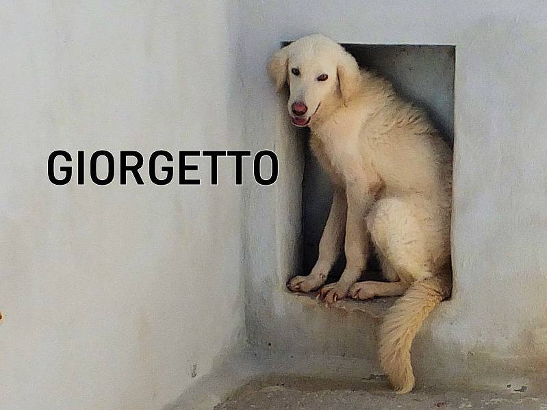 Adotta un cane, maschio, 3 anni e 5 mesi, Frosinone