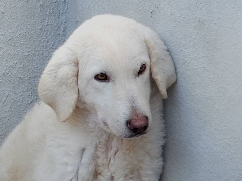 Adotta un cane, taglia grande, maschio, Frosinone