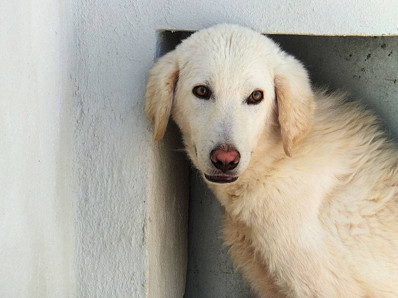 Vuoi adottare un cane a Frosinone?