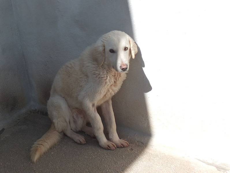 Adotta il cane GIORGETTO a Frosinone