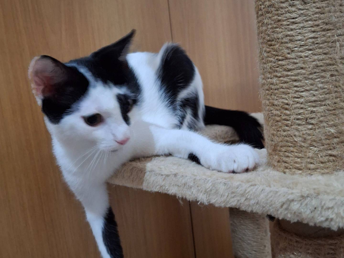 Adotta un gatto, femmina, 5 mesi, Milano