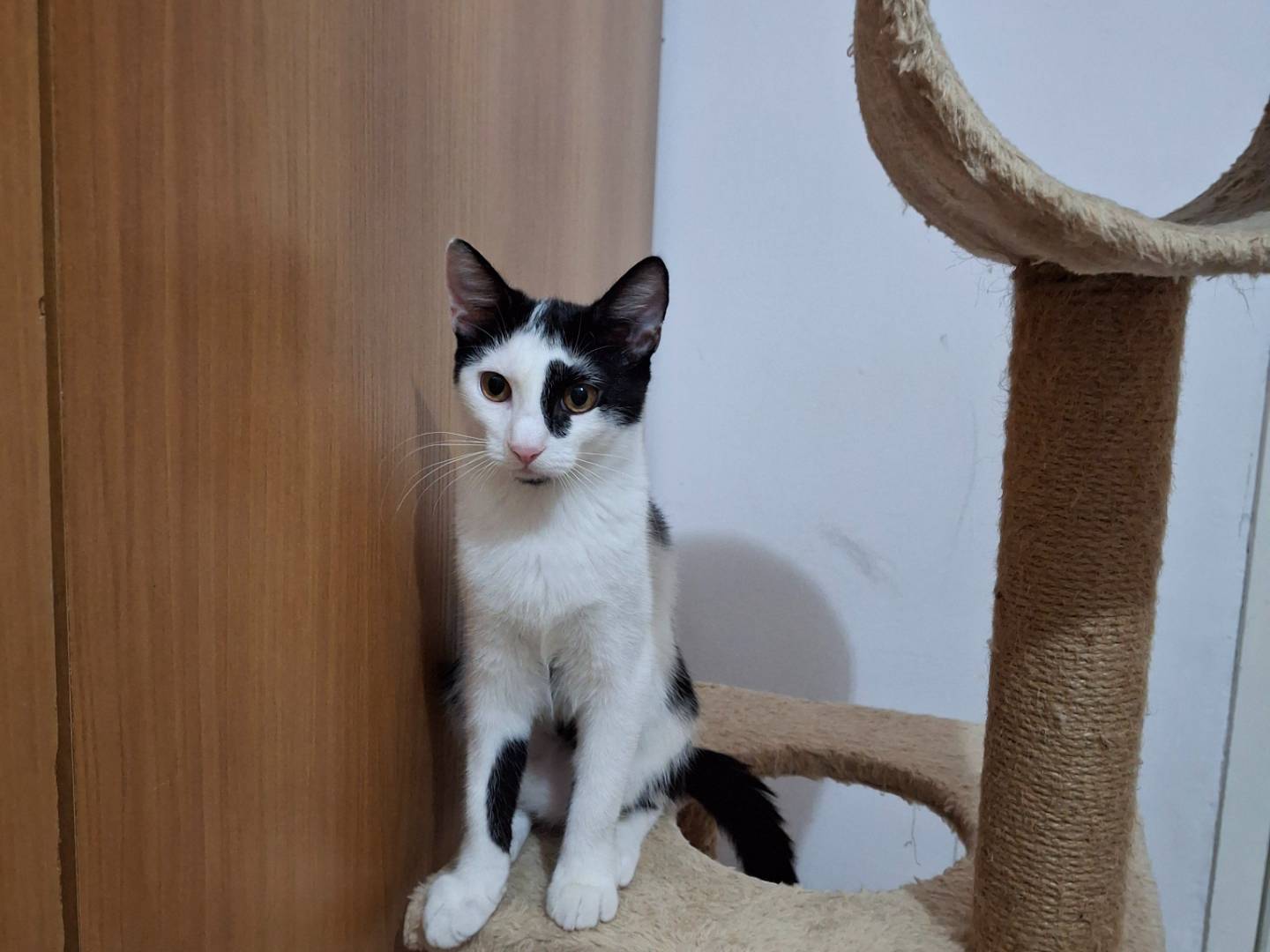 Adotta un gatto, taglia non valida, femmina, Milano