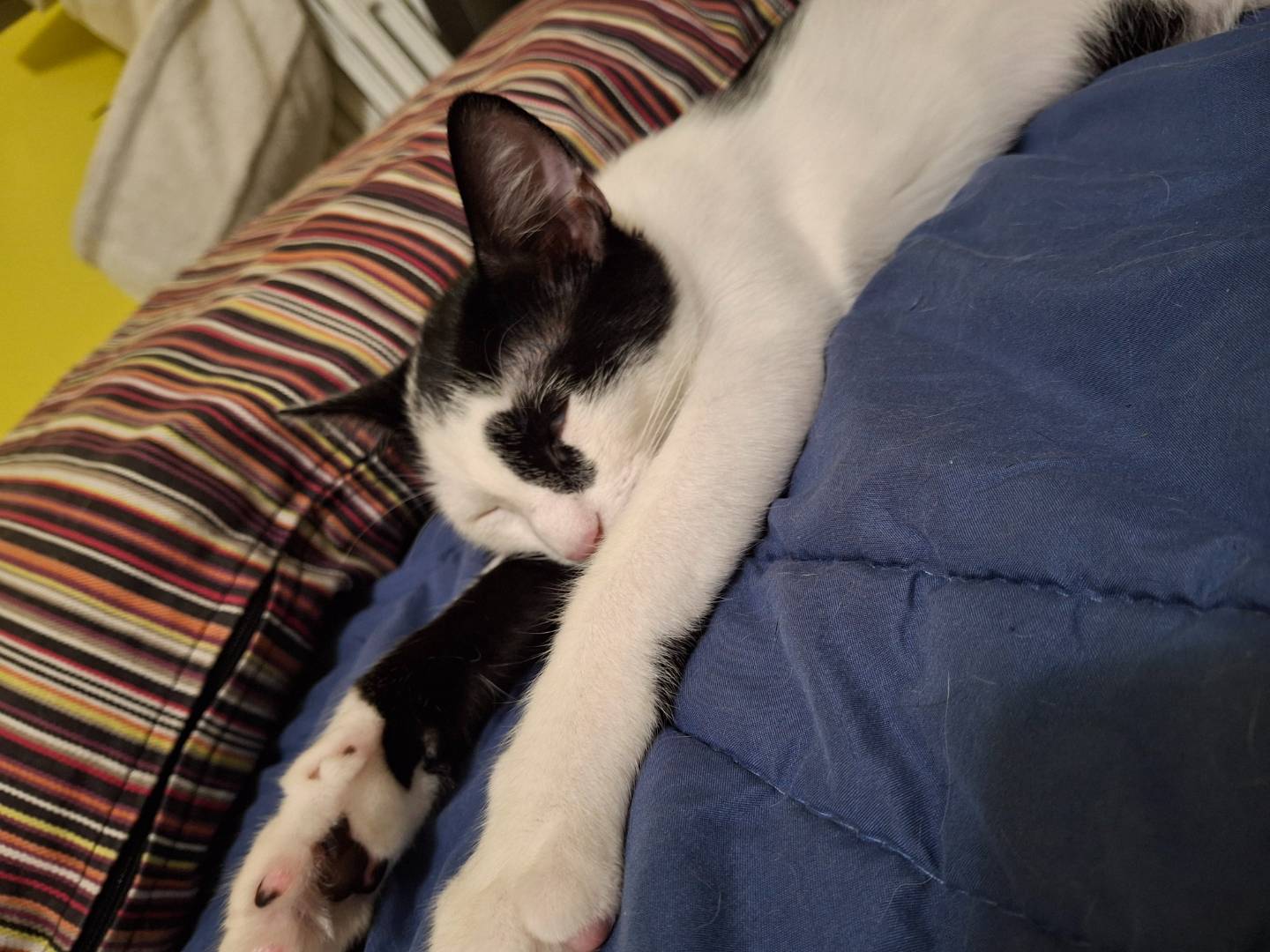 Vuoi adottare un gatto a Milano?