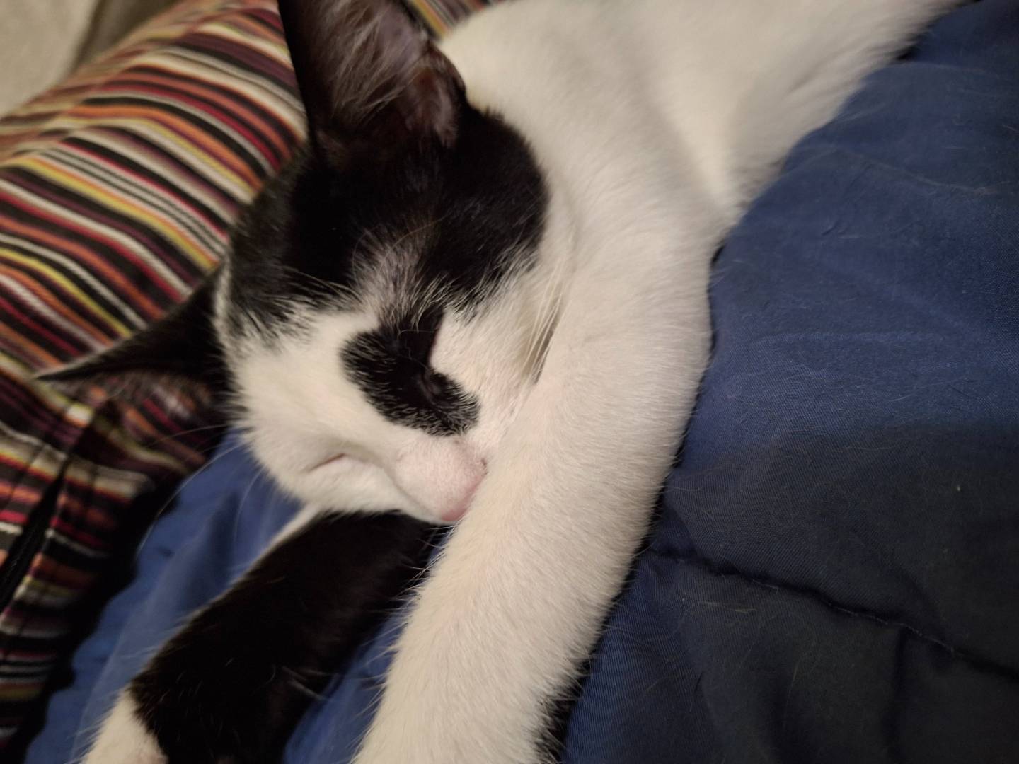 Adotta il gatto Quinna a Milano