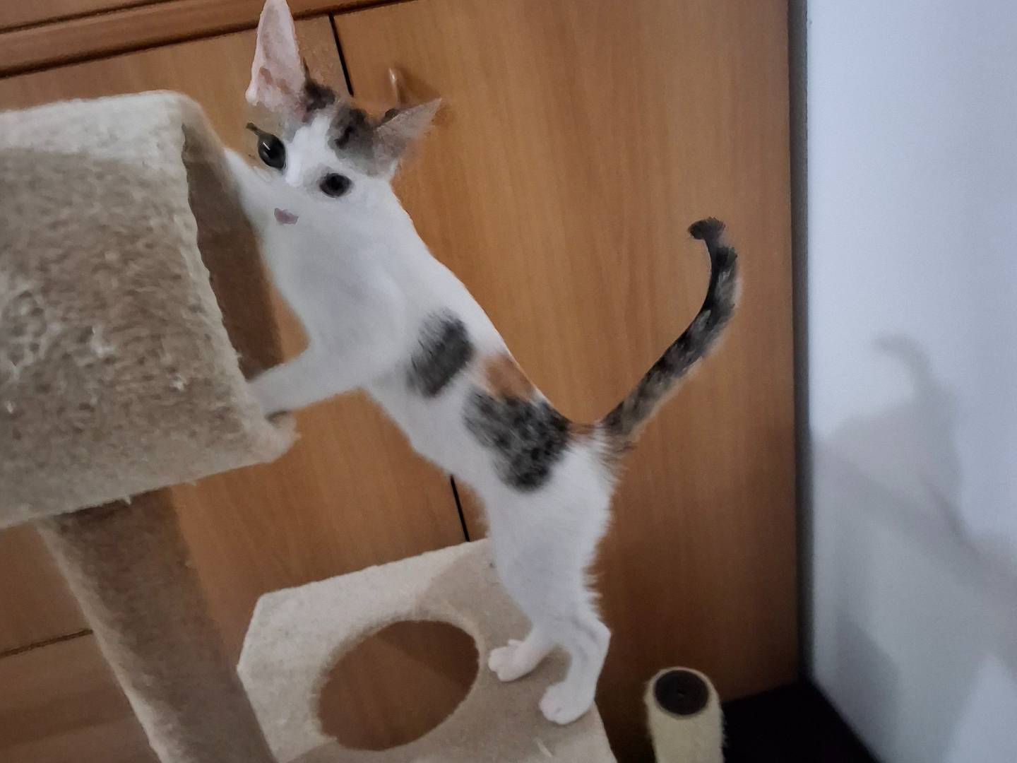 Adotta il gatto Schira a Pavia