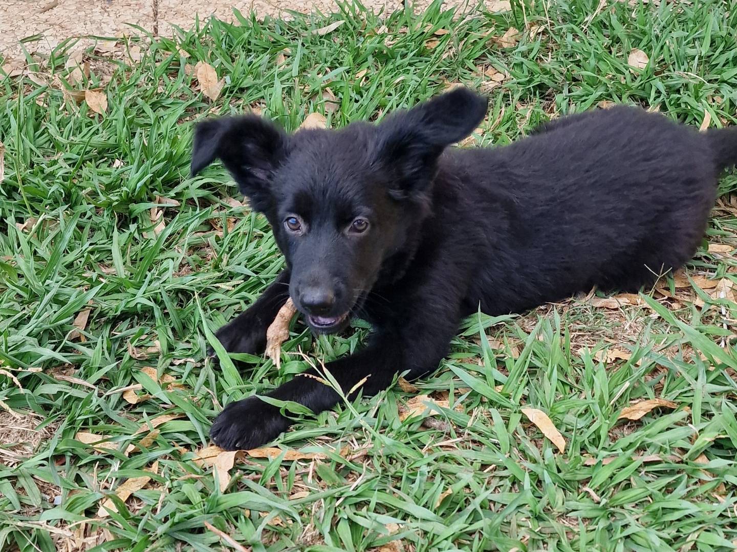 Adozione cane, femmina, Razza sconosciuta Razza sconosciuta, 2 mesi, taglia media contenuta, Latina